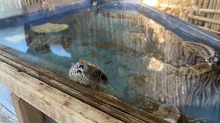 Zweieinhalb Meter lang: Die Boa Big wurde in der Badewanne gehalten – und beschlagnahmt. Seit 2022 lebt die Riesenschlange im Obergeschoss des Tierheims und wartet auf ein neues Zuhause.