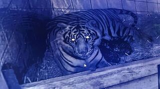 Tigerin Karis mit ihrem Nachwuchs in der Wurfbox
