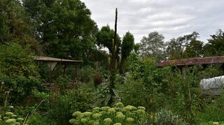Der Regen der letzten Wochen hat dem Garten gut getan. Bild: Katja Geiler