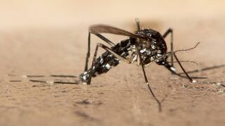 Die Asiatische Tigermücke zeichnet sich durch ihre spezielle Musterung aus. Der Exot ist inzwischen an vielen Orten in der Region heimisch geworden.