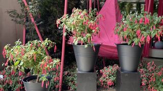 Peppig pink: So präsentieren sich die Fuchsien in der Ausstellung.
