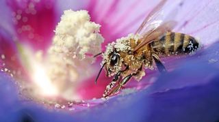 Edingen-Neckarhausen. Neckarhausen. Im Garten blüht der Rucola und andere Pflanzen. Bienen sind fleißig am Sammeln.
 
Im Bild: Biene begeistert sich für die Blüte des Hibiskus.