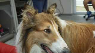 Im neuen "Lassie"-Film wird die Hündin gleich von drei Collies verkörpert. Den Hauptpart hat „Bandit“ übernommen.
