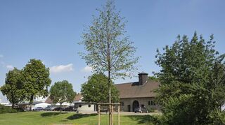 Die neu gepflanzte Linde vor dem Eingang zum Friedhof ist einer von 60 Bäumen, die Gert Geißler finanziert hat.
