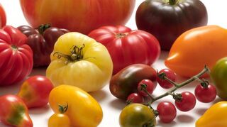 Die Vielfalt von Tomaten ist spannend.