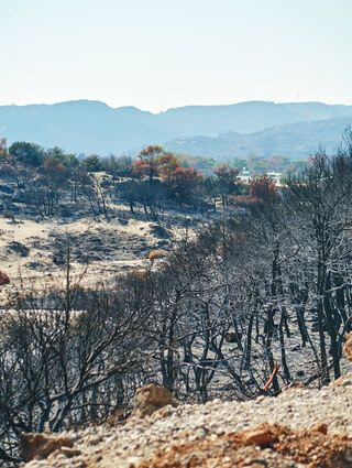 Rhodos, 19.8.2023: Spuren der Waldbrände vom Juli bei Kiotaris.
