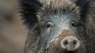 Ein Wildschwein ist aktuell das Ziel einer laufenden Verfolgungsjagd der Polizei Heidelberg (Symbolbild)