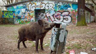 Wildschweine sind pfiffig: Wächst gerade kein Mais, können sie durchaus in Gärten oder städtischen Grünflächen auftauchen, wo sie leichter an Futter kommen als in Wald und Flur. (Symbolbild).