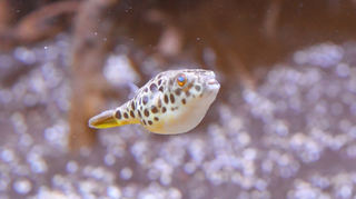 Auch der Leopardkugelfisch wird in der Unterwasserwelt zu sehen sein.