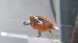 Nicht nur Fische, sondern auch Schildkröten schwimmen in den Becken der Unterwasserwelt.