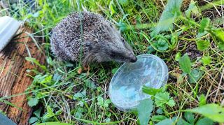 Als Allererstes machte sich der Igel über das Wasser her.