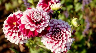 Farbenprächtig: Dahlien im Spinelli-Park.