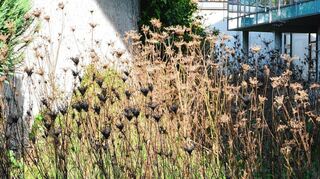 Gräsern wie dieser Bienenweide wird auf Spinelli nachgespürt.