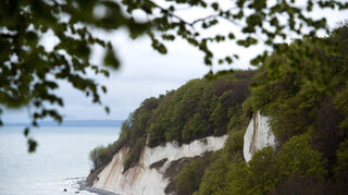 Rügen ist berühmt für seine Kreidefelsen - entlang des Hochuferwegs kommt man ihnen nahe.