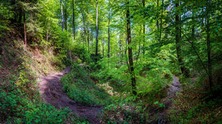 Entspannt durch den Wald: Der Neun Ränkles Weg bei Stuttgart ist perfekt für Wandereinsteiger.