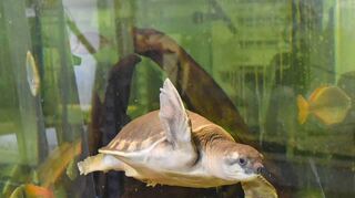 Auch die Neuguinea Weichschildkröte hat noch keinen Einzug in die neue Unterwasserwelt gefunden.