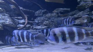 Die ersten Fische haben sich schon eingewöhnt.
