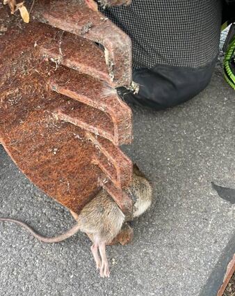 Nach der Befreiung im Gerätehaus ging’s für die Ratte aufs Feld.