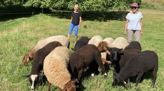Und um diese flauschigen Tierchen geht es: Die Schafe laufen bei den Wanderungen mit, müssen aber von Angela Schäffer (l.) und Sylvia Krebaum mit Futter gelockt werden.
