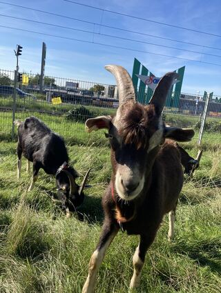 Ganz schön neugierig: Die Ziegenböcke sind in diesem Frühjahr geboren und sehr zutraulich. Untereinander kann es aber auch mal Streit geben.
