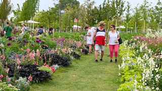 Prächtige Blüten im Dahlienfeld können die Buga-Besucher derzeit auf dem Spinelli-Gelände sehen.