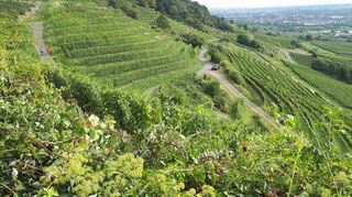Derzeit stehen die Reben in voller Blüte. Am 1. Oktober laden der Verkehrsverein Schriesheim und die Wirte und Winzer der Stadt zum 25. Mal zur Weinwanderung ein.