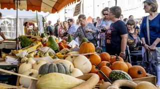 Beim Spargel- und Erdbeerhof Schreiber aus Gerolsheim sieht das Obst und Gemüse lecker aus, wie hier die Kürbisse in den verschiedensten Sorten.