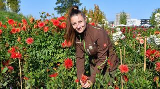 Inmitten des Dahlienbeetes auf Spinelli: Juiliana Marbe, Vorarbeiterin der Firma Seitz auf der Bundesgartenschau.