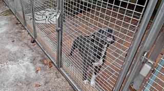 Das Tierheim bekommt ein neues Hundehaus. Bestandsgebäude wie dieser Zwinger bleiben großteils.