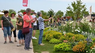 Früher „gärtnerischer Unort“, so Jochen Sandner, nun üppig bepflanzt: Besucher bewundern und fotografieren die Dahlienblüte auf dem Spinelli-Areal.