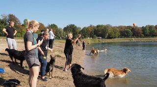 Wenn sich die Wuffis in die Fluten stürzen, sind auch Hundebesitzer gefordert.