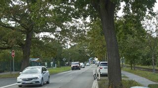 Entlang der Nibelungenstraße sollen bis zu 35 Bäume fallen, unter anderem die große Eiche rechts. Das Exemplar gegenüber darf stehen bleiben.