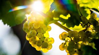 Einmal rund um Ilvesheim - und dabei Wein und andere Leckereien genießen.