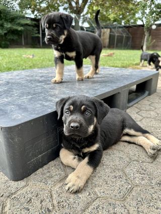 Da einige der Welpen eine dunkle Fellfarbe haben, vermutet das Tierheim einen Rottweiler als Papa.