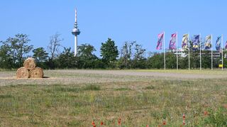 Naturbelassen, nur mit Magerrasen oder Sandrasen – so wie es derzeit schon auf dem westlichen Spinelli-Areal aussieht, soll nach der Bundesgartenschau das gesamte Gelände gestaltet sein.