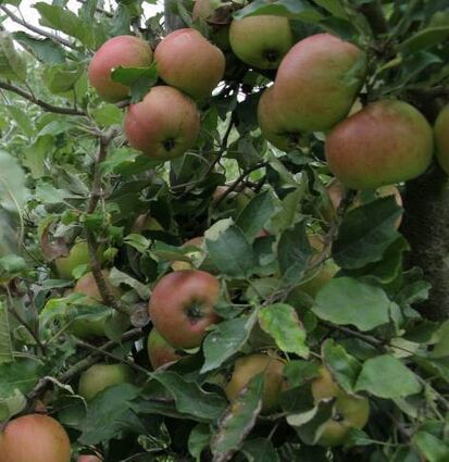 Wer einen Apfelbaum im Garten will, kann ihn bei der Stadt bestellen.