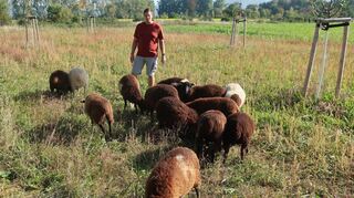 Florian Pürzer lässt derzeit seine 13 Schafe an der Streuobstwiese in Heddesheim grasen.