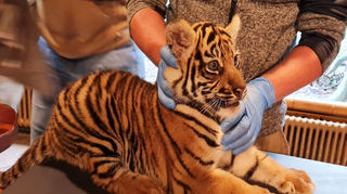 Die erste tierärztliche Untersuchung ist für den Tigernachwuchs aufregend.