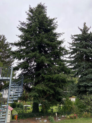 Bäume auf privaten Grundstücken sollen durch die neue Baumschutzsatzung vor dem Fällen bewahrt werden.