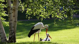 Ziemlich ruhig ist es derzeit im Luisenpark in Mannheim. Ab dem 30. Oktober teilen sich die Störche die Wiese wieder mit den Besuchenden.