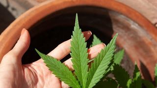Mehrere Vereine in Rheinland-Pfalz stehen schon in den Startlöchern. Sie erwarten sehnsüchtig das Gesetz zur Teillegalisierung von Cannabis.