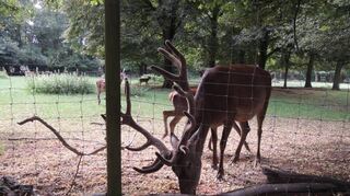 Es drohen Verluste: Der Eintritt in den Wildpark Rheingönheim muss ab dem kommenden Jahr teurer werden.