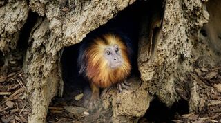 Fühlen sich inzwischen wohl im neuen Südamerikahaus: die Goldkopflöwenäffchen, die anfangs kaum sichtbar waren.