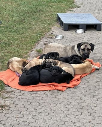 Mama Mira mit ihren Weinberg-Welpen im Frankenthaler Tierheim. Für alle elf Hunde wurden neue Besitzer gefunden.