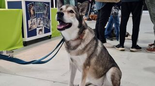 Ein Wolf? Nein, sondern die Tamaskan-Hündin Lexi.