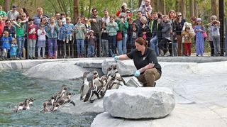 Die Pinguine sind nach vier Wochen zurück im Mannheimer Luisenpark.