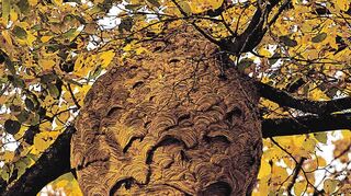 Das Nest der Asiatischen Hornisse kann bis zu einem Meter hoch werden. Wer eines entdeckt, sollte den Standort melden – aber sich dem Nest keinesfalls nähern.