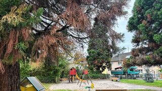 Der Spielplatz Altkircher Straße soll im übernächsten Jahr zusammen mit der Sundgauanlage saniert werden. Im hinteren Teile der Anlage sind auch generationenübergreifende Spiel- und Aufenthaltsmöglichkeiten vorgesehen.
