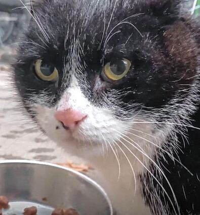 Kater Bert erlangte in den letzten Jahren Kultstatus.