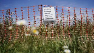 Dieser Zaun steht vor einem Haubenlerchen-Habitat in Walldorf. Welche Form und Höhe die Stadt Mannheim für Spinelli wählt, bleibt laut Regierungspräsidium ihr überlassen.